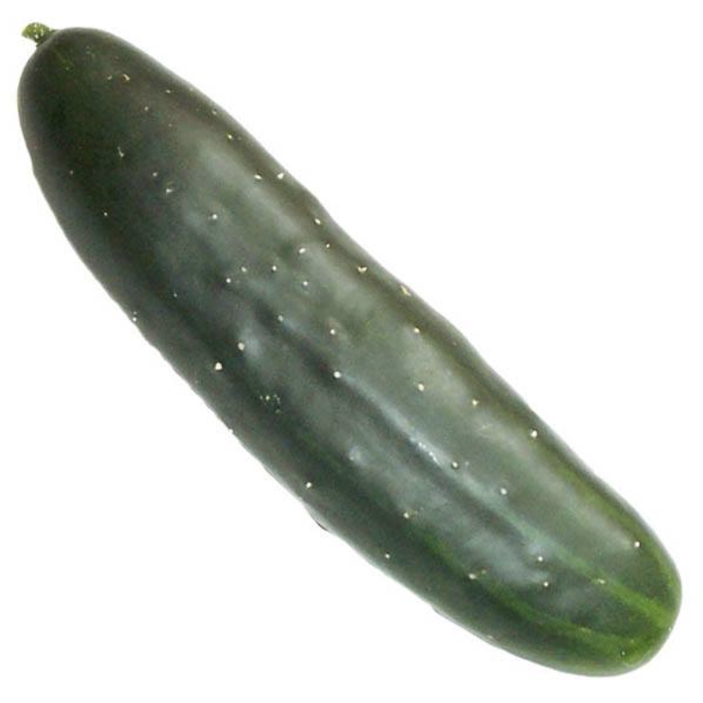 Cucumber, American Variety — Fukuda Seed Store